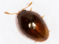 Stilbus testaceus